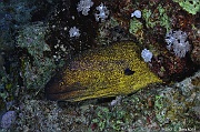 Gymnothorax flavimarginatus Murene doree-Safaga Tobia harba-12m-20171121-Denis-ADER-DSC_3335_tn